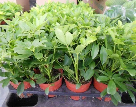 特别能吸二手烟的绿植, 家里有烟鬼的就养几盆