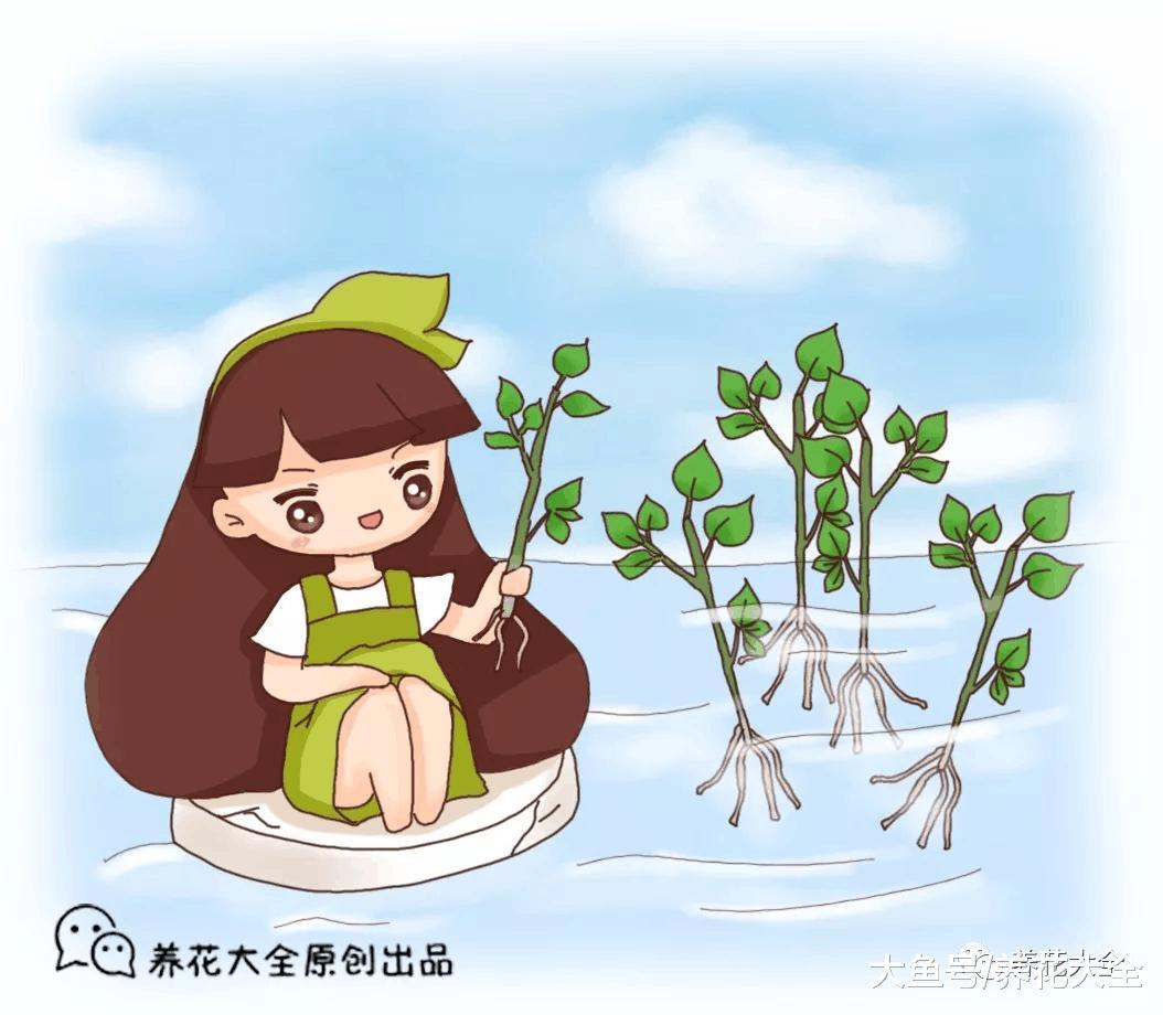 栀子花, 三角梅剪个枝扔水里, 一个塑料瓶都装不下!
