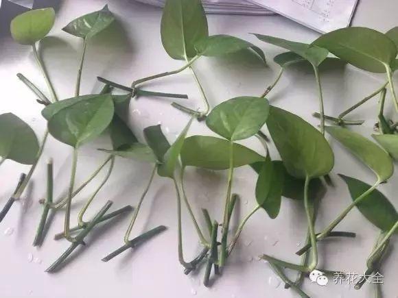 这花千万别花钱买, 剪个枝来扦插