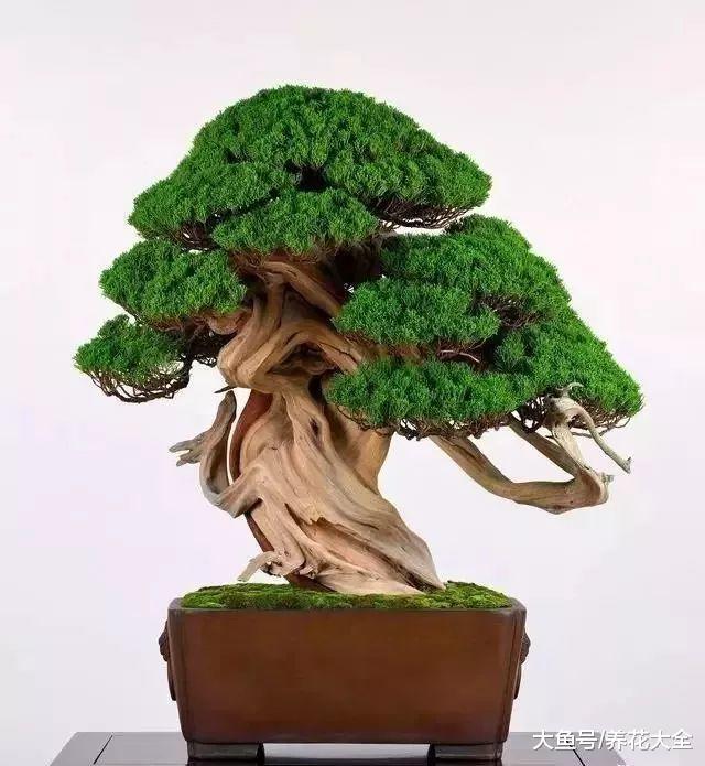 这些盆景太养眼, 随便拿出一盆就能换套房!