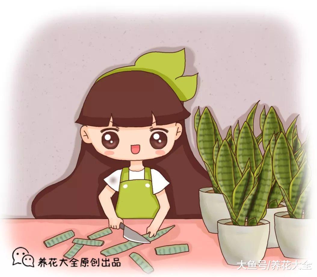 虎皮兰、绿萝、长寿花, 1根枝条这么做, 变100盆不是梦!