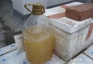 淘米水浇花别乱用, 否则跟毒药一样, 养1盆死1盆!