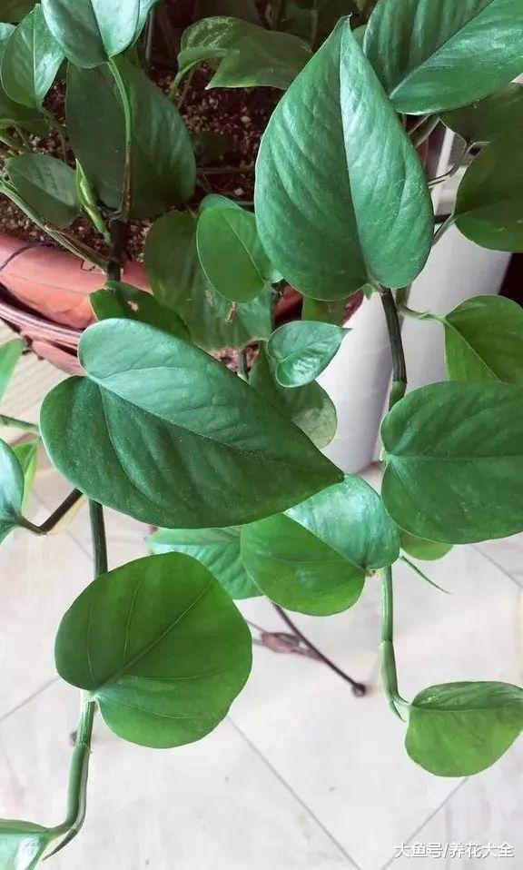 绿萝君子兰, 山东大妈这么养, 年年长爆盆!