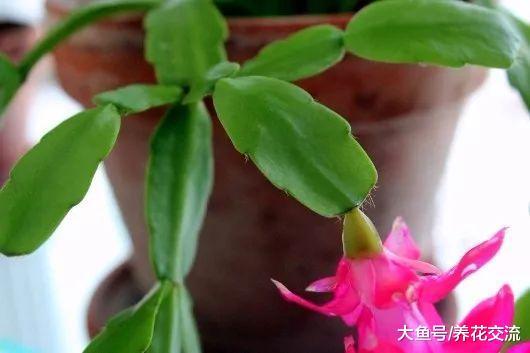 蟹爪兰、仙人指和假昙花十个有九个分不清, 你看出它们的区别没?