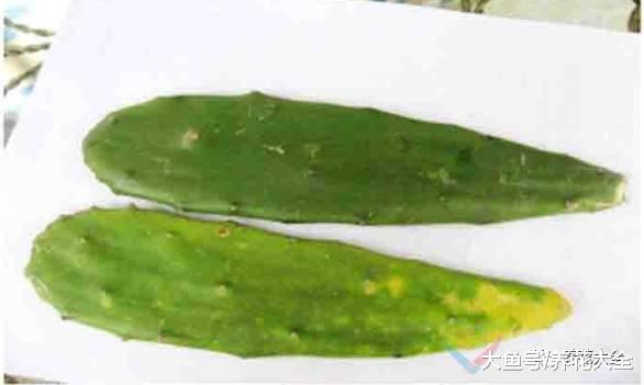 同样一盆花, 为啥别人家的1盆变百盆, 你家的病蔫蔫不长个?