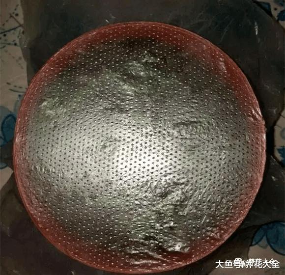 你家的花黄叶萎蔫? 1刀剪秃了, 越长越旺, 分分钟爆盆!