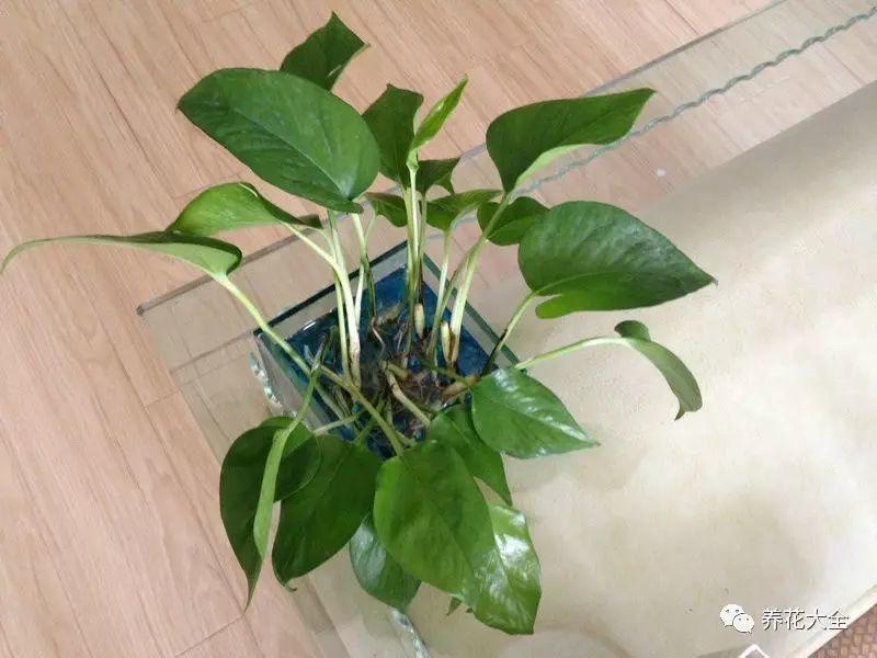 绿萝蟹爪兰叶子发黄, 1个小秘诀, 叶子油亮有光泽