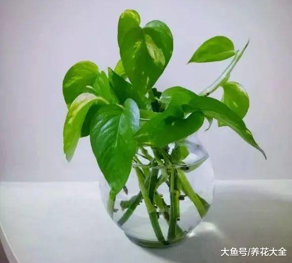 绿萝蟹爪兰, 从快死到疯长, 一刀剪秃就搞定!