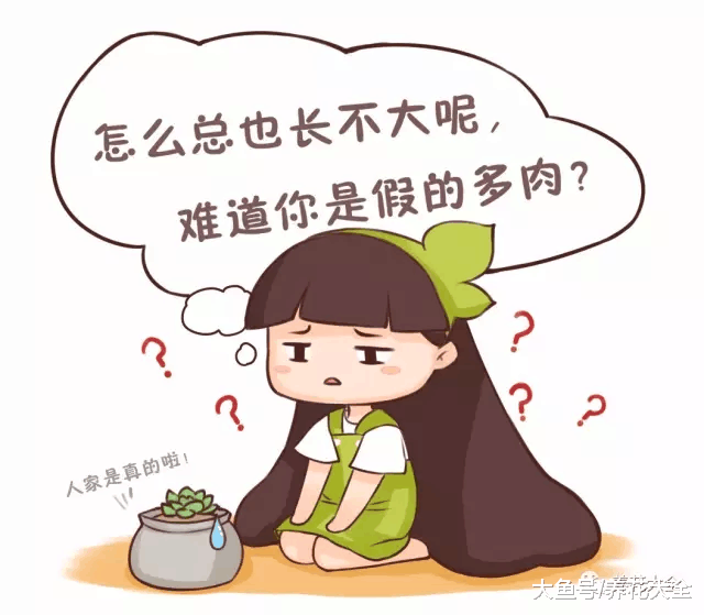 要想多肉长得好, 盆里加点料, 长的越来越萌!