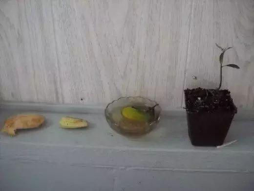 芒果的果核这样处理, 不出3年就能在花盆里开花结果了