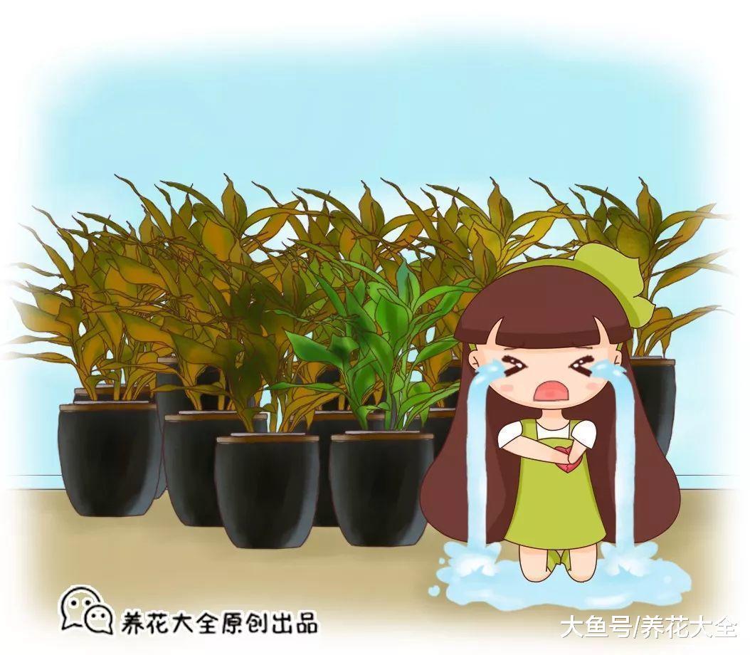 春节想让长寿开花, 现在这样一处理, 还来得及
