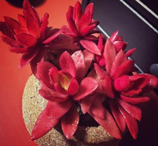 这7种红色多肉, 让你红红火火过新年