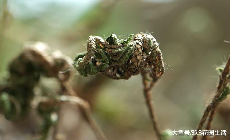 植物的寿命到底有多长? 还魂草的未解之谜