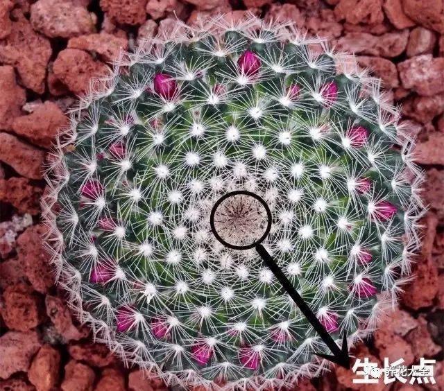 给花做针灸, 花苞咕噜噜冒, 爆盆开不停