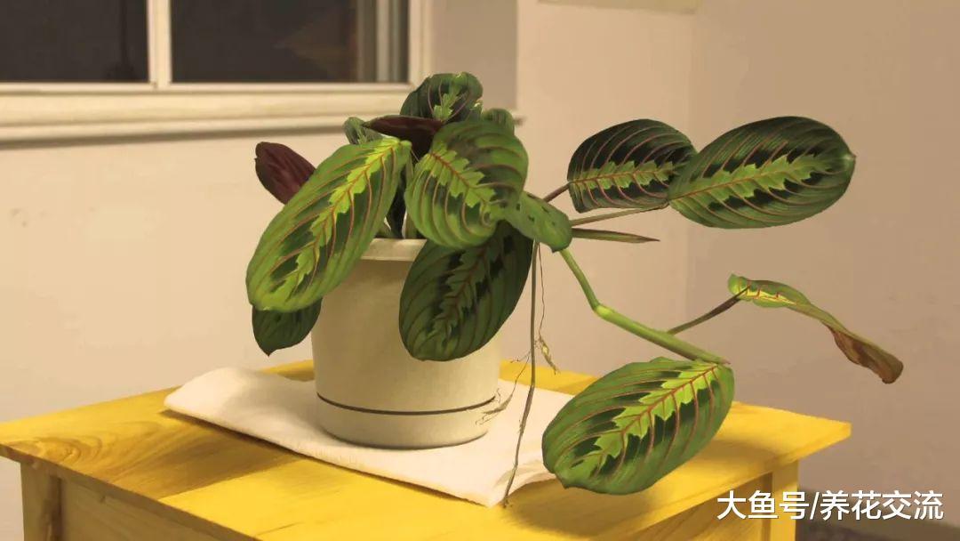 能够在低光照的室内生长旺盛的17种植物, 遮阴处能养活