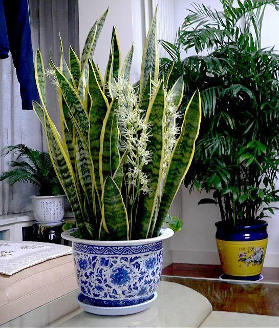 虎皮兰富贵竹…吃了这“补药”, 冬天开花不断, 吉祥好兆头!