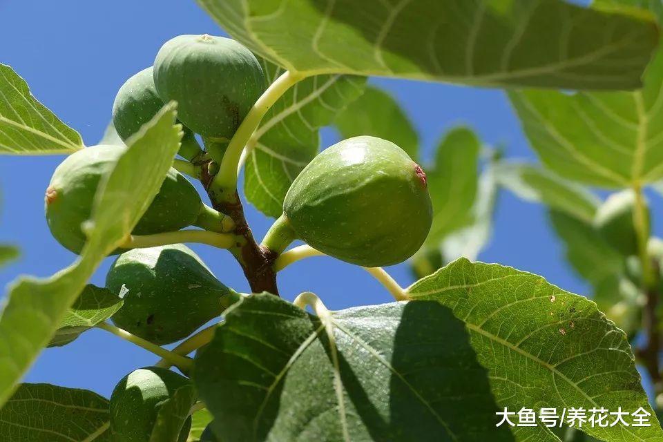 无花果不用买, 掐个枝条种阳台, 结果多得吃不完