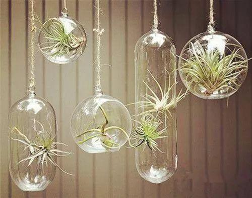 这些植物挂在窗台养, 让你拥有如梦浪漫的窗帘!