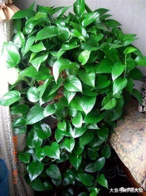 绿萝茶花老黄叶, 随手加点它, 叶子绿得冒油