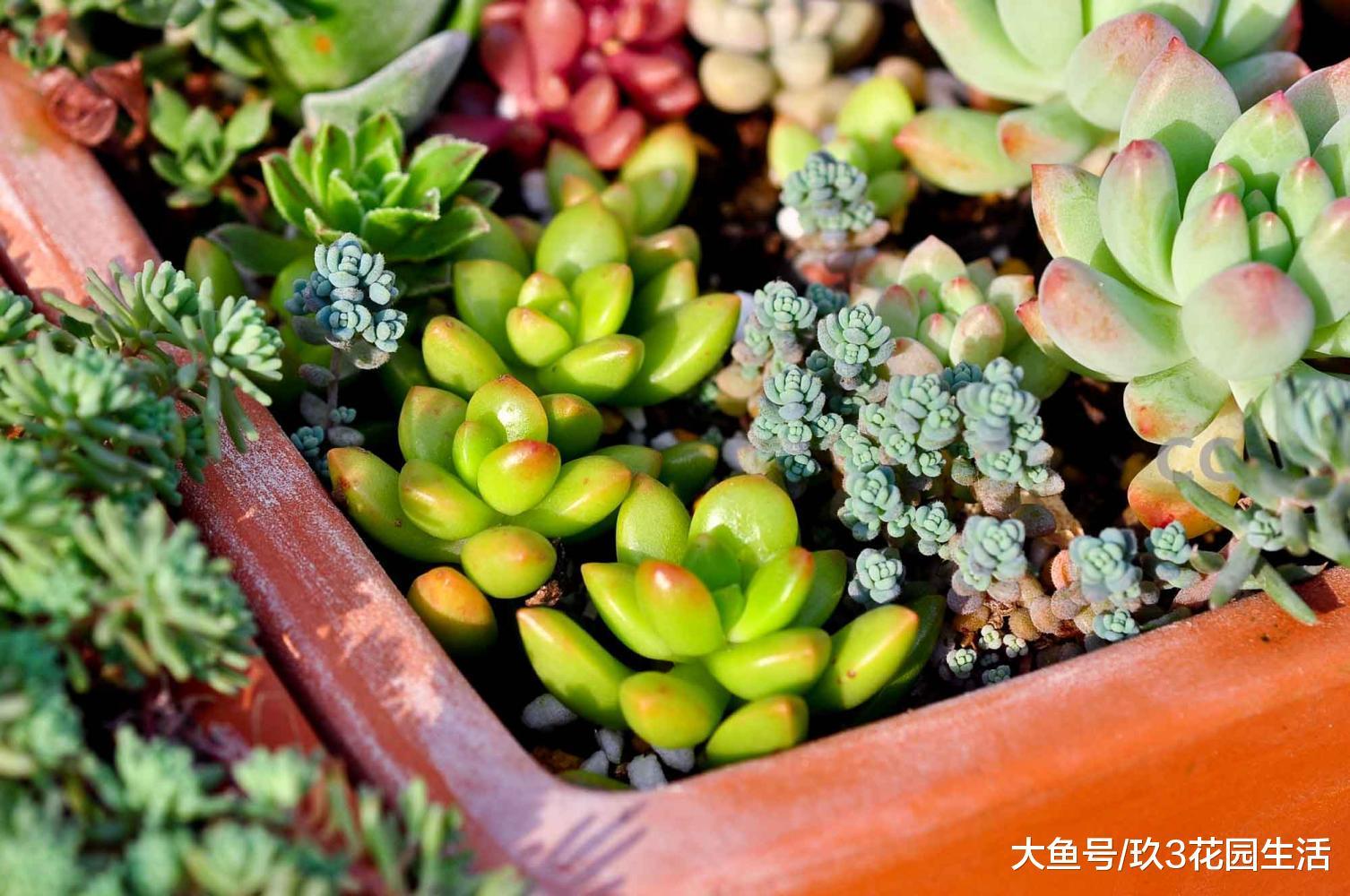 日照的强弱对多肉植物的影响