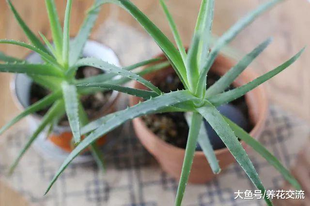 养芦荟掌握5个技巧, 开花不黄叶不是难事