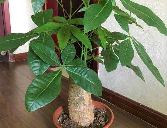 养花养成这熊样儿, 隔壁大爷一看, 笑掉了大牙!