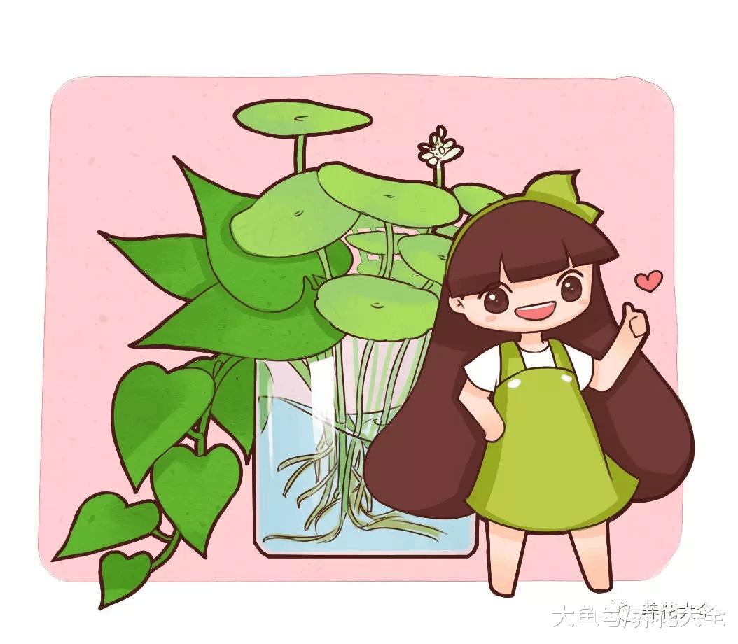 水培瓶里放铁钉, 富贵竹再也不黄叶! 一年都油油!