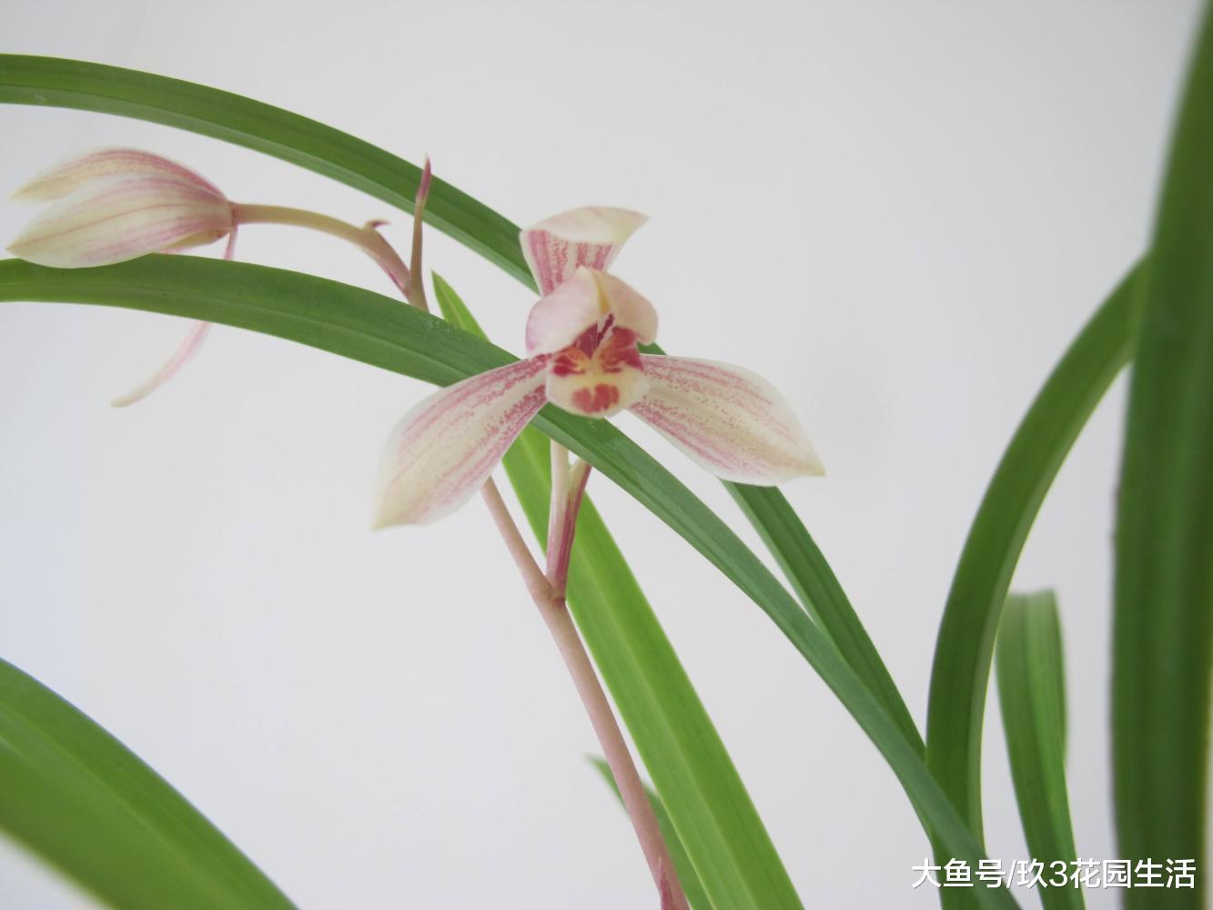 光照太强对兰花会有影响吗?