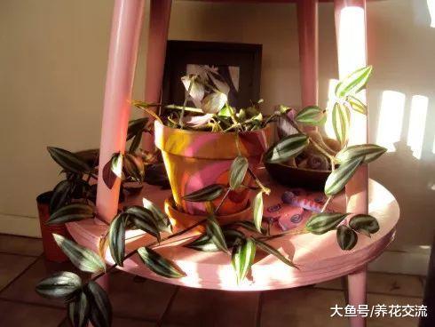 吊竹梅剪下来一段茎直接插入土壤中就能繁殖, 几周时间长满一盆