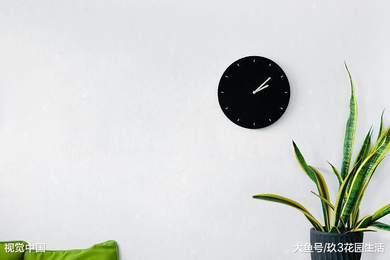 家居养花之虎尾兰的栽培与养护