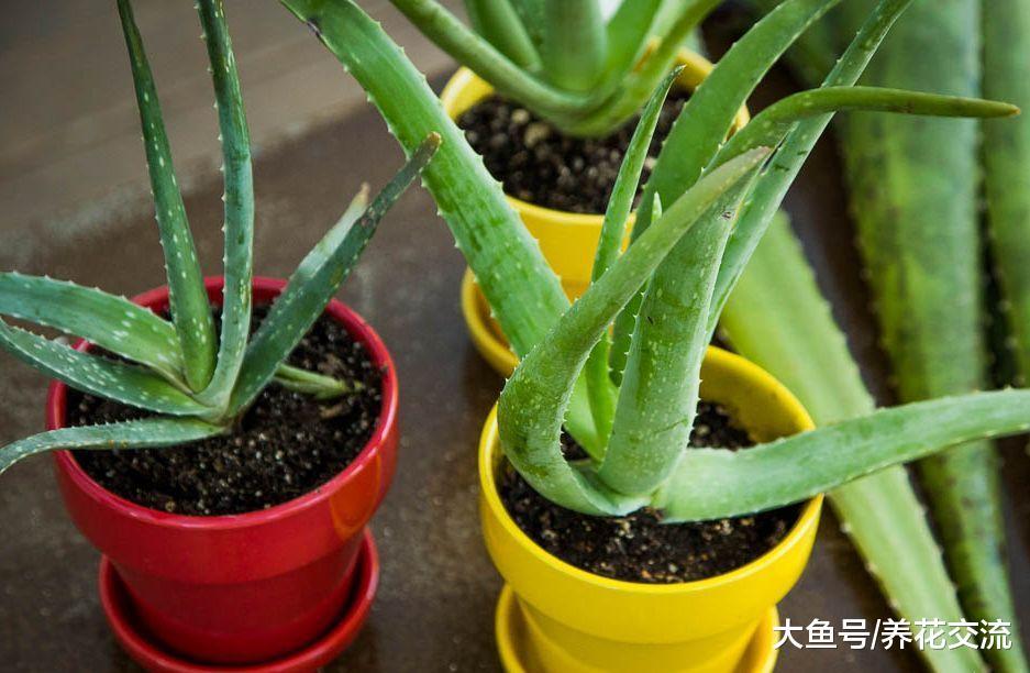 养芦荟掌握5个技巧, 开花不黄叶不是难事