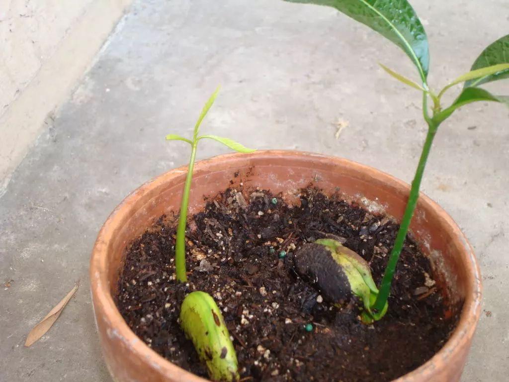 芒果的果核这样处理, 不出3年就能在花盆里开花结果了