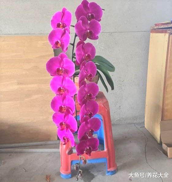 蝴蝶兰枝子都被花压弯了, 到底咋样的?