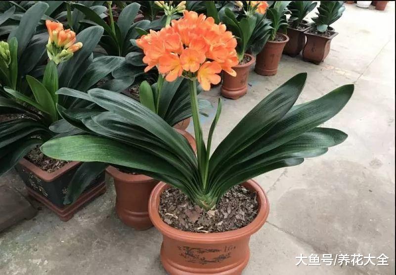 小区垃圾桶捡来的养花料, 盆底一扔, 花开的越来越旺!