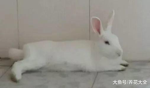 绿萝蟹爪兰, 从快死到疯长, 一刀剪秃就搞定!