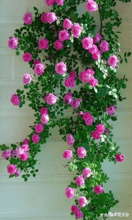 3种院内种的爬藤花, 爬上篱笆成花墙, 邻居看了都羡慕