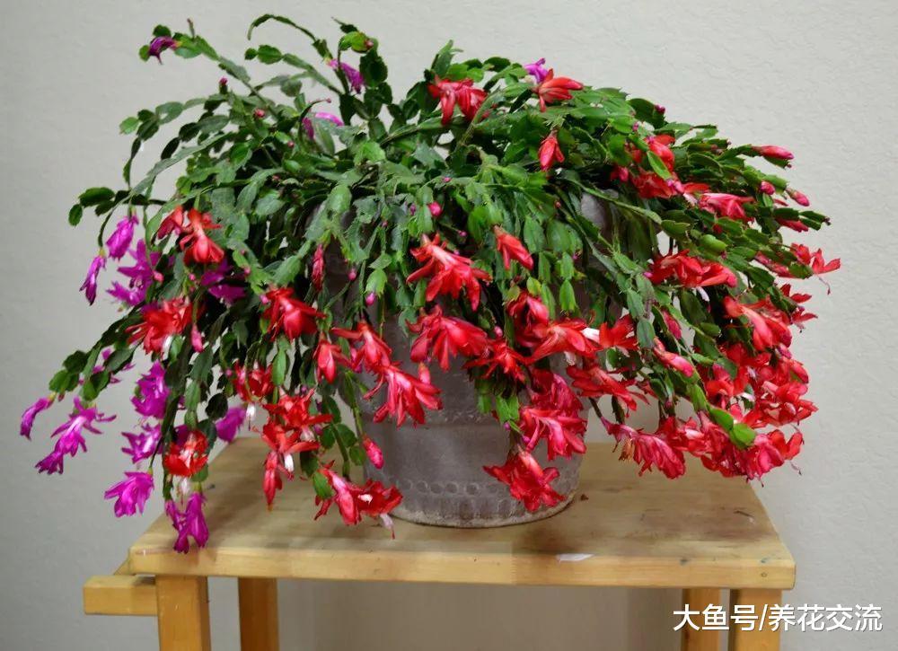 蟹爪兰、仙人指和假昙花十个有九个分不清, 你看出它们的区别没?