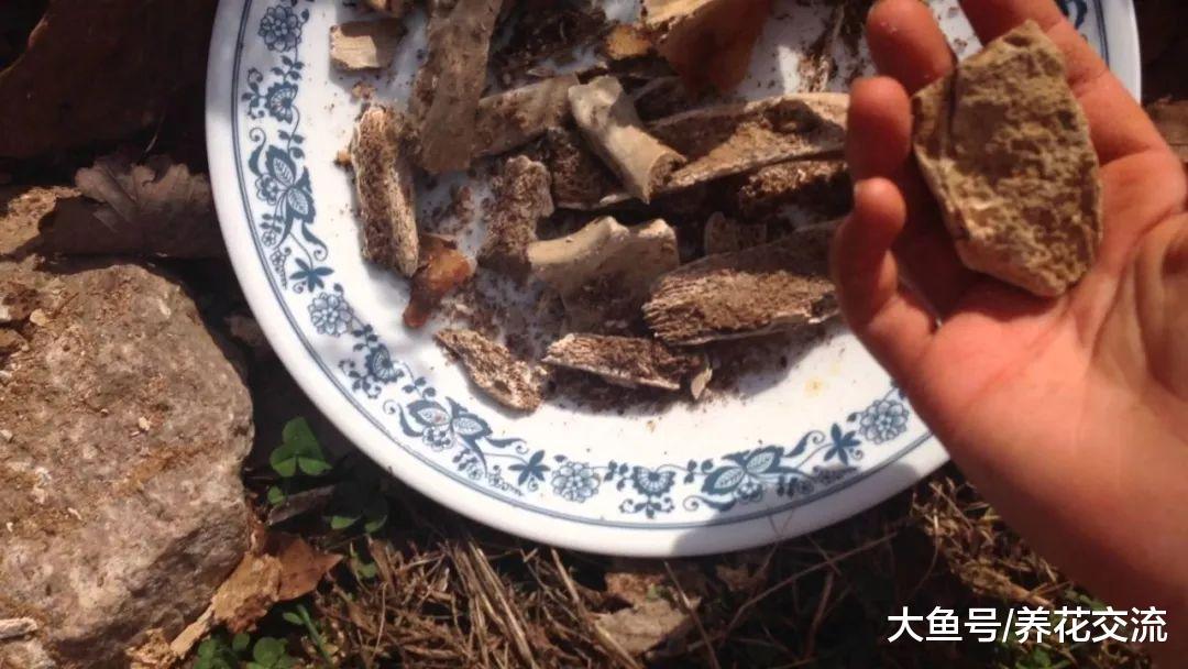 新年在家里用骨头制作骨粉、骨肥茶, 再也不怕花卉不能开花