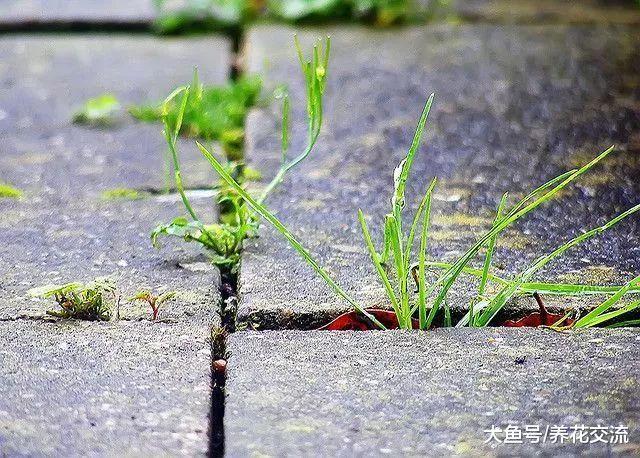 食用醋兑水就能杀虫除菌, 还能让栀子花、茶花年年开花