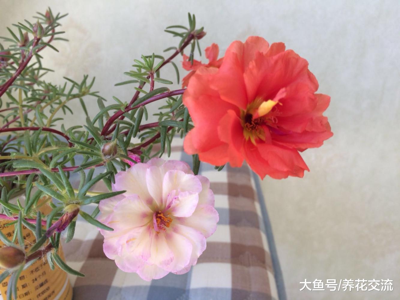 朋友在阳台上养的太阳花，基本一