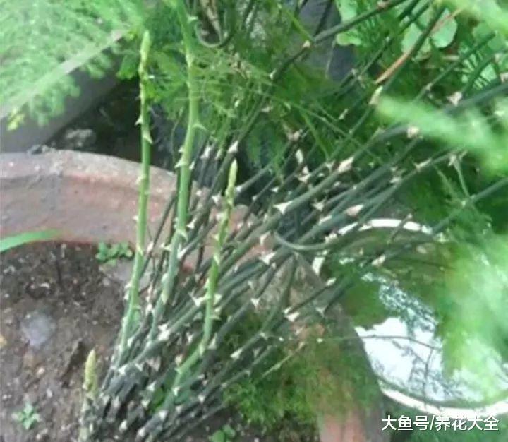 养花就用这种土, 不花钱, 还肥的流油, 养花蹭蹭长!