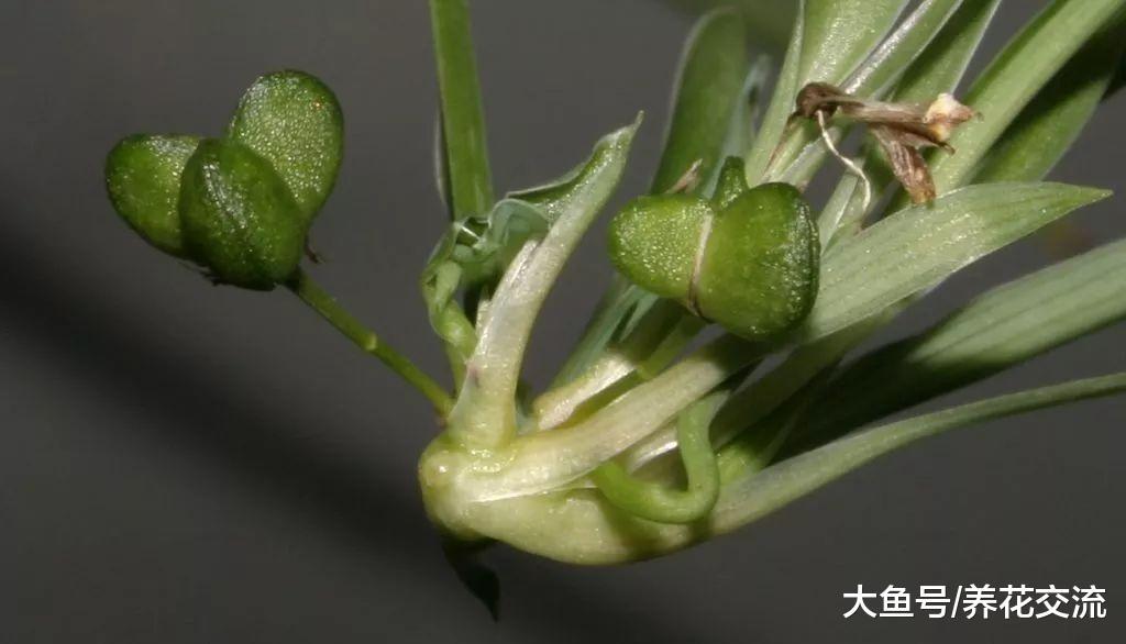 吊兰还能开花结果, 一下子就能养几十盆, 你还怕养不活么?