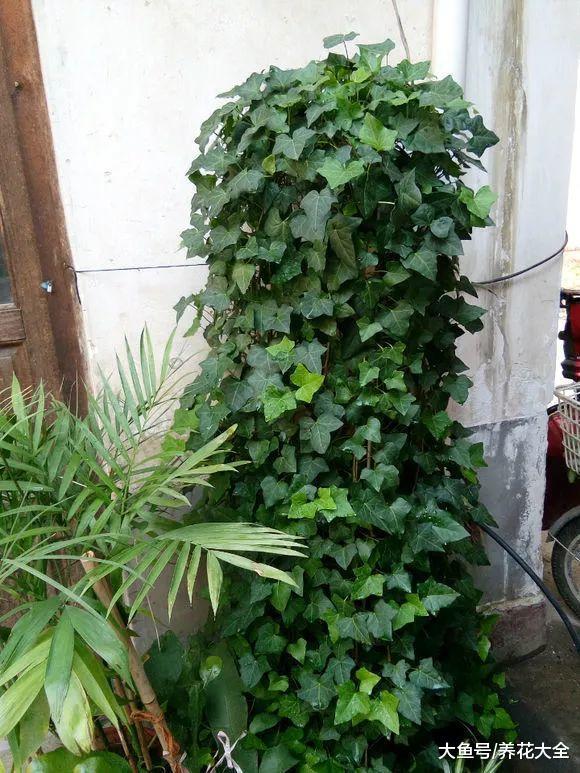 过年不吸二手烟! 摆盆这个, 让你摆脱尼古丁困扰