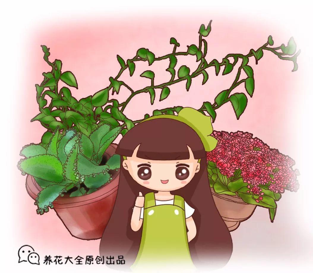 养不死的10种花, 绿萝只排第二, 它才是最好养的花!