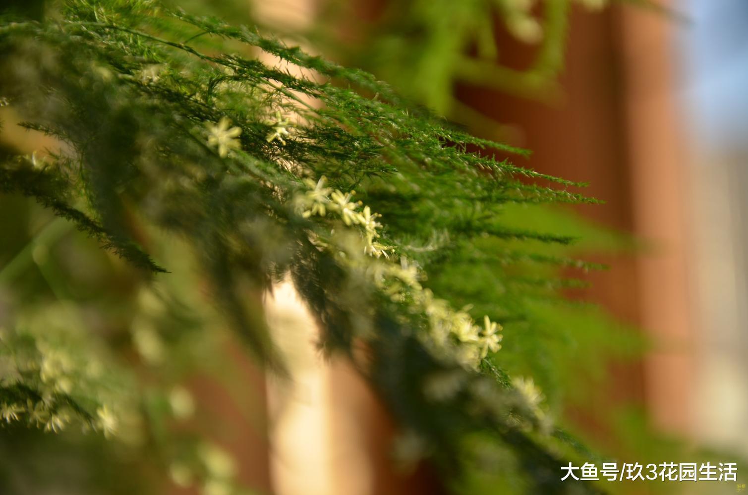 家居养花之云片松——文竹栽培养护须知