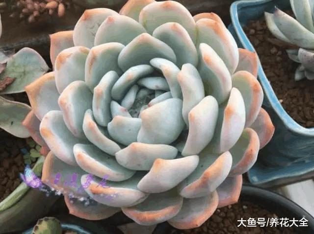 开春多肉乱浇水, 越浇死的越快, 看看你的方法对不对!