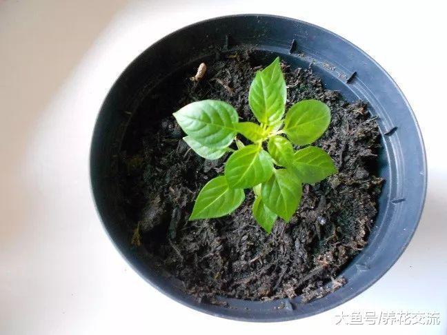 辣椒在花盆里播种繁殖, 掌握几个小技巧就能不断结果