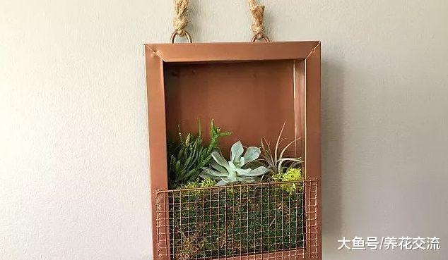 吊在墙上养着的多肉植物画框, 十多块就能制作一个