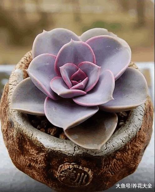 开春多肉乱浇水, 越浇死的越快, 看看你的方法对不对!