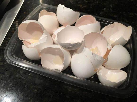 蛋壳加点醋, 绿萝用了绿油油, 茶花越开越多!